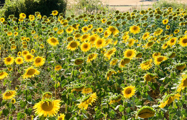 Paisaje con bonitas flores de girasol