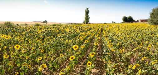 Obraz premium Paisaje con bonitas flores de girasol