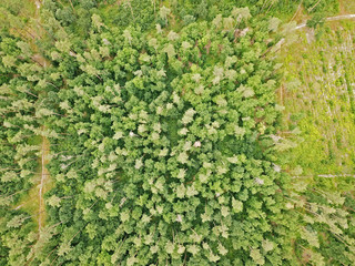 Fototapeta na wymiar Aerial drone view. Coniferous forest in spring