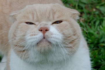 playful domestic cat in nature