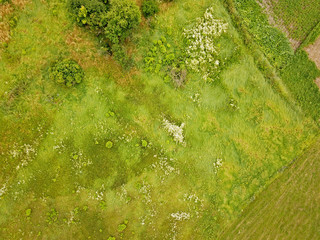 Aerial drone view. Green meadow with rare trees.