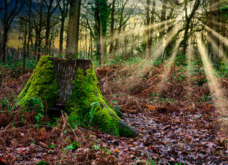 tree stump at sunset with sun streaking through branches