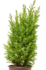 Little green cypress tree. Isolated on white.