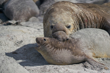 Large male Southern Elephant Seal (Mirounga leonina) holds a female around the neck whilst mating on Sea Lion Island in the Falkland Islands.