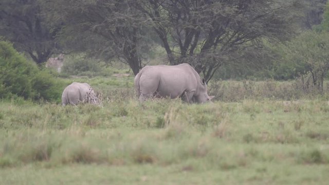 Rhino mother and young grazing at Khama Rhino Sanctuary in Botswana
