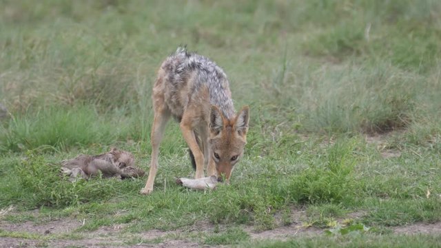 Black-backed jackal eating from a prey in Khama Rhino Sanctuary, Botswana