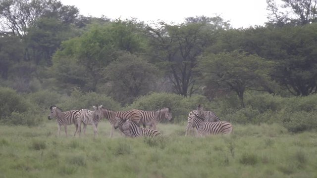 Herd of Zebras at Khama Rhino Sanctuary in Botswana