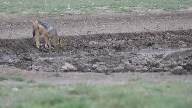 Black-backed jackal at a waterhole in Khama Rhino Sanctuary, Botswana
