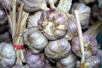 Garlic