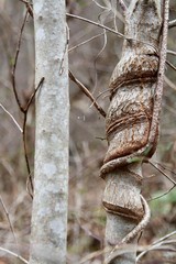 leaf on tree
