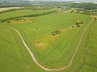 Aeiral drone view. Green agricultural fields