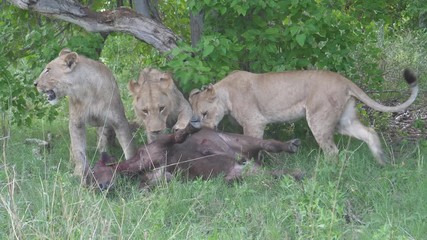 Young lion tries to kill a young african buffalo who is still alive