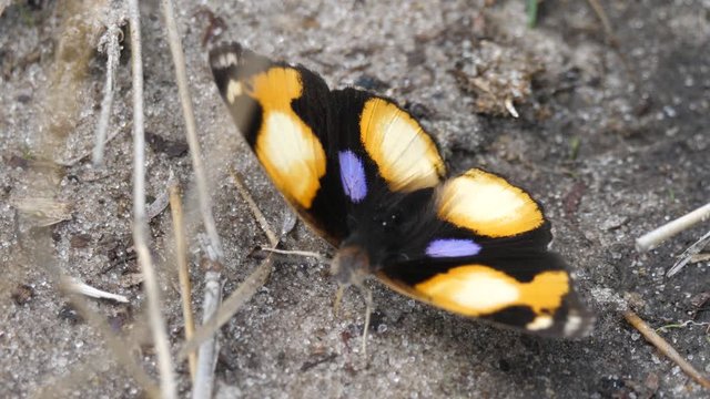 Brush-footed butterfly opens his wings at Lake Ngami in Botswana