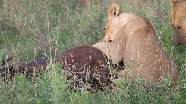 Young lions killing a young african buffalo who is still alive