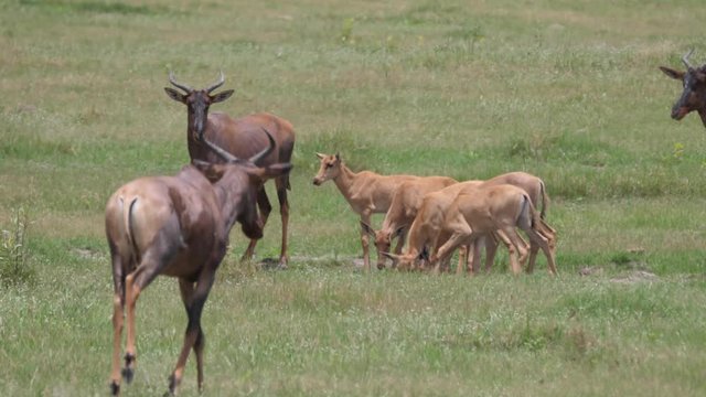 Herd of Common tsessebe on the savanna of Moremi Game Reserve in Botswana