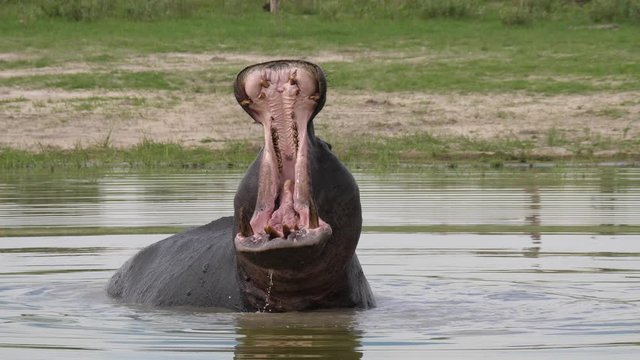Hippo yawning in a lake at Moremi Game Reserve, Botswana