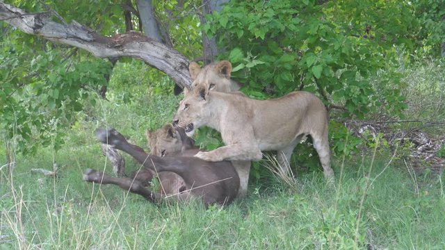Young lions killing a young african buffalo who is still alive