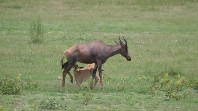 Common tsessebe mother feeding her young on the savanna of Moremi Game Reserve in Botswana