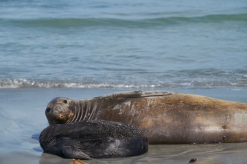 Female Southern Elephant Seal (Mirounga leonina) with a recently born pup lying on a beach on Sea...