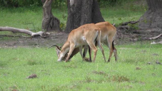 Two Lechwe locking horns at Moremi Game Reserve in Botswana