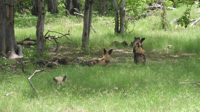Pack of African wild dogs resting in the forest