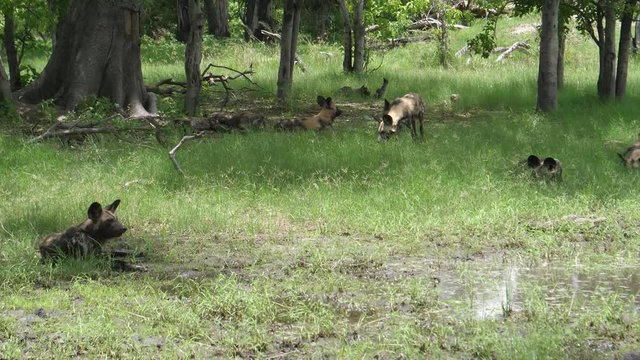 Pack of African wild dogs around a water puddle