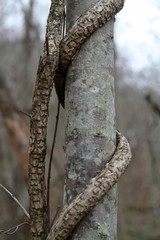 Twisted tree trunk