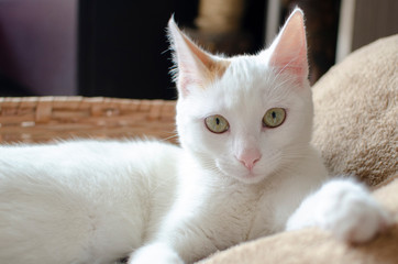 Snow White Domestic Cat