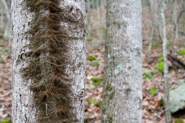 trunk of a tree