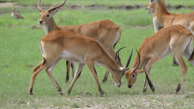 Two Lechwe locking horns to fight at Moremi Game Reserve in Botswana