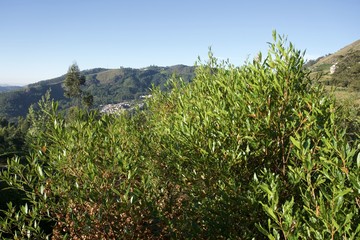 Fototapeta na wymiar Mountain village view point with blue sky and green trees