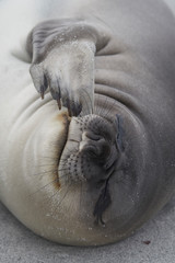 Obraz premium Recently weaned Southern Elephant Seal pup (Mirounga leonina) on the coast of Sea Lion Island in the Falkland Islands.