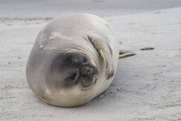 Recently weaned Southern Elephant Seal pup (Mirounga leonina) on the coast of Sea Lion Island in the Falkland Islands. - Powered by Adobe