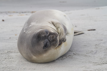 Recently weaned Southern Elephant Seal pup (Mirounga leonina) on the coast of Sea Lion Island in...
