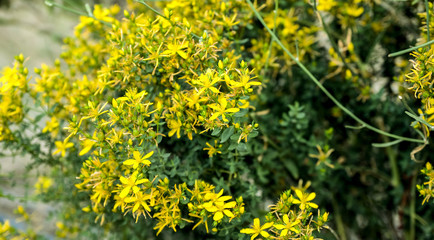 Fototapeta premium Fondo con flores de san juan amarilla y hojas verdes