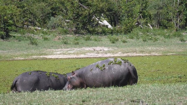 Hippopotamus with duckweed on its back running towards a lake