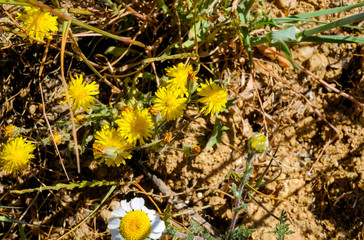 Fondo con dientes de león amarillas en el campo