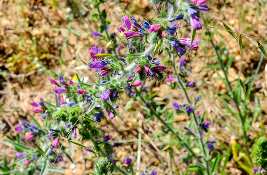 Planta viborera con bonitos colores en su flores