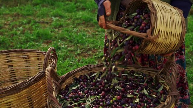 Workers in olive garden pooring olive from small basckets to a bigger bascket. 