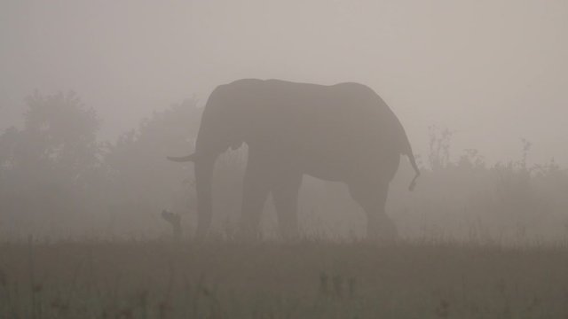 Elephant grazing on a misty savannah