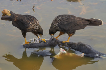 Striated Caracara (Phalcoboenus australis) feeding on the carcass of a Southern Elephant Seal pup...