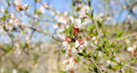 Fondo con delicadas flores de almendro