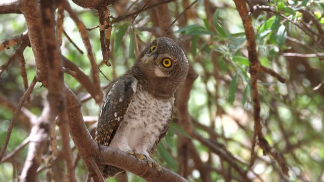 Pearl-spotted owlet hooting in a tree around the Tsodilo Hills in Botswana