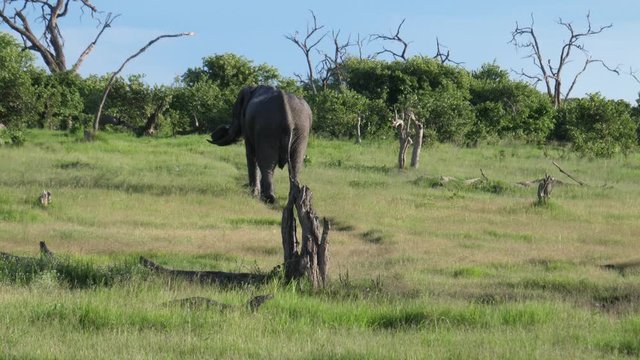 Bull elephant peeing and pooping