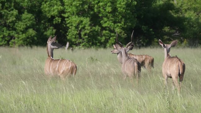 Greater kudu male with a herd of females