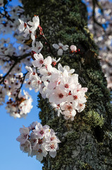 Fondo con delicadas flores de almendro