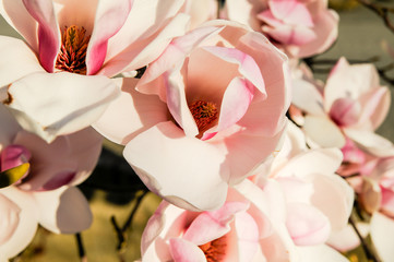 Bonitas flores de magnolia de color rosa al aire libre