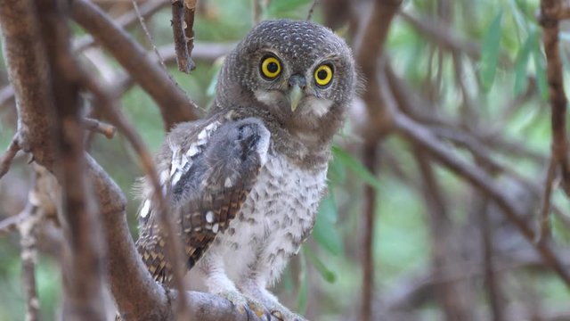 Pearl-spotted owlet looking around and starts hooting 