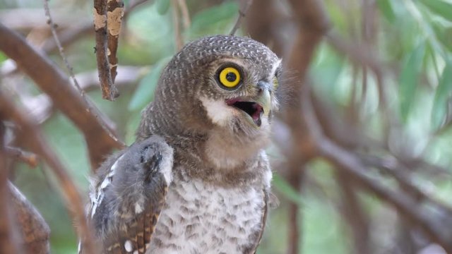 Pearl-spotted owlet hooting in a tree around the Tsodilo Hills in Botswana
