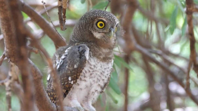 Pearl-spotted owlet looking down and starts hooting 